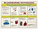 Brady PS125E 18" Height, 24" Width, Laminated Paper, Black, Red, Blue, Yellow On White Color Prinzing Biohazard Safety Poster, Legend "Bloodborne Pathogens Universal Precautions For Those"