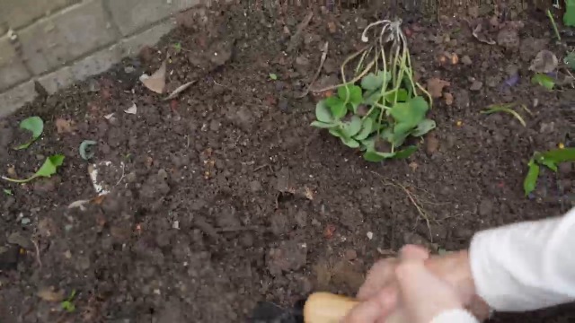 Herramienta manual para jardín de acero inoxidable con mango de madera miniatura 7