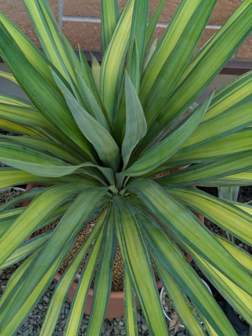 Amazon｜ユッカ 地植え耐寒性 珍品 黄中斑 レクルビフォリア錦