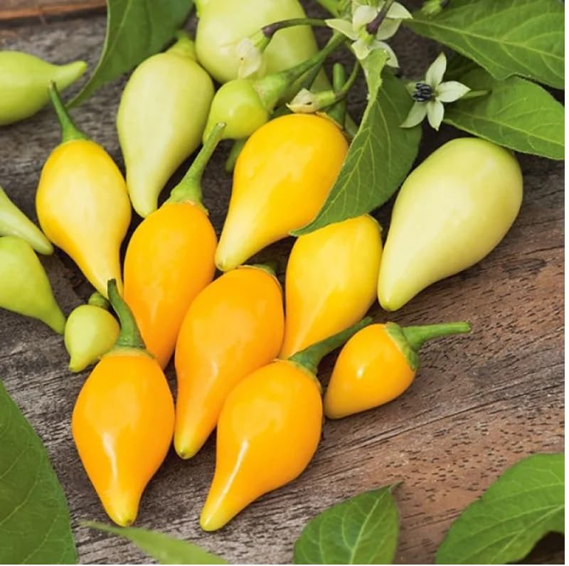40 Biquinho Yellow Hot Pepper Seeds; Brazil Heirloom; Little Beak Chilli Peppers; Sweety Drops; Little Heart