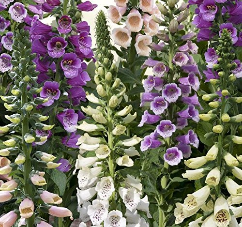 Foxglove 'Dalmatian Mixed' Digitalis (Large) Plug Plants Pack x6