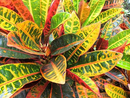 See full amazon price history chart for Royal Gardens Croton home decor live indoor plant with pot Royal Gardens Croton home decor live indoor plant with pot (B0BHDV6GVN) Amazon Price History, Amazon Price Tracker