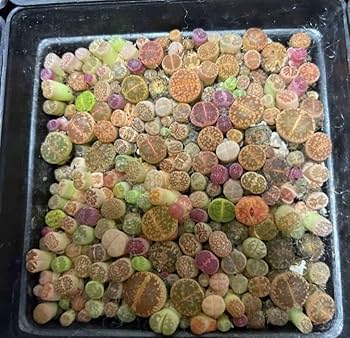 Amazon.co.jp: 多肉植物 リトープス 色の組み合わせ 約10苗 1年