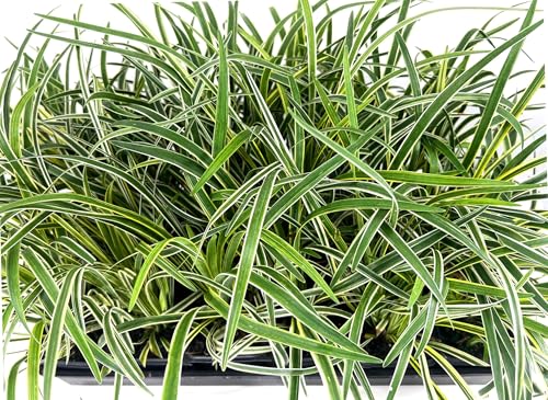 Variegated Liriope | 9 Live 4 Inch Pots | Liriope Muscari Variegata | Ornamental Ground Cover Plants | Evergreen Foliage - Thumbnail 2