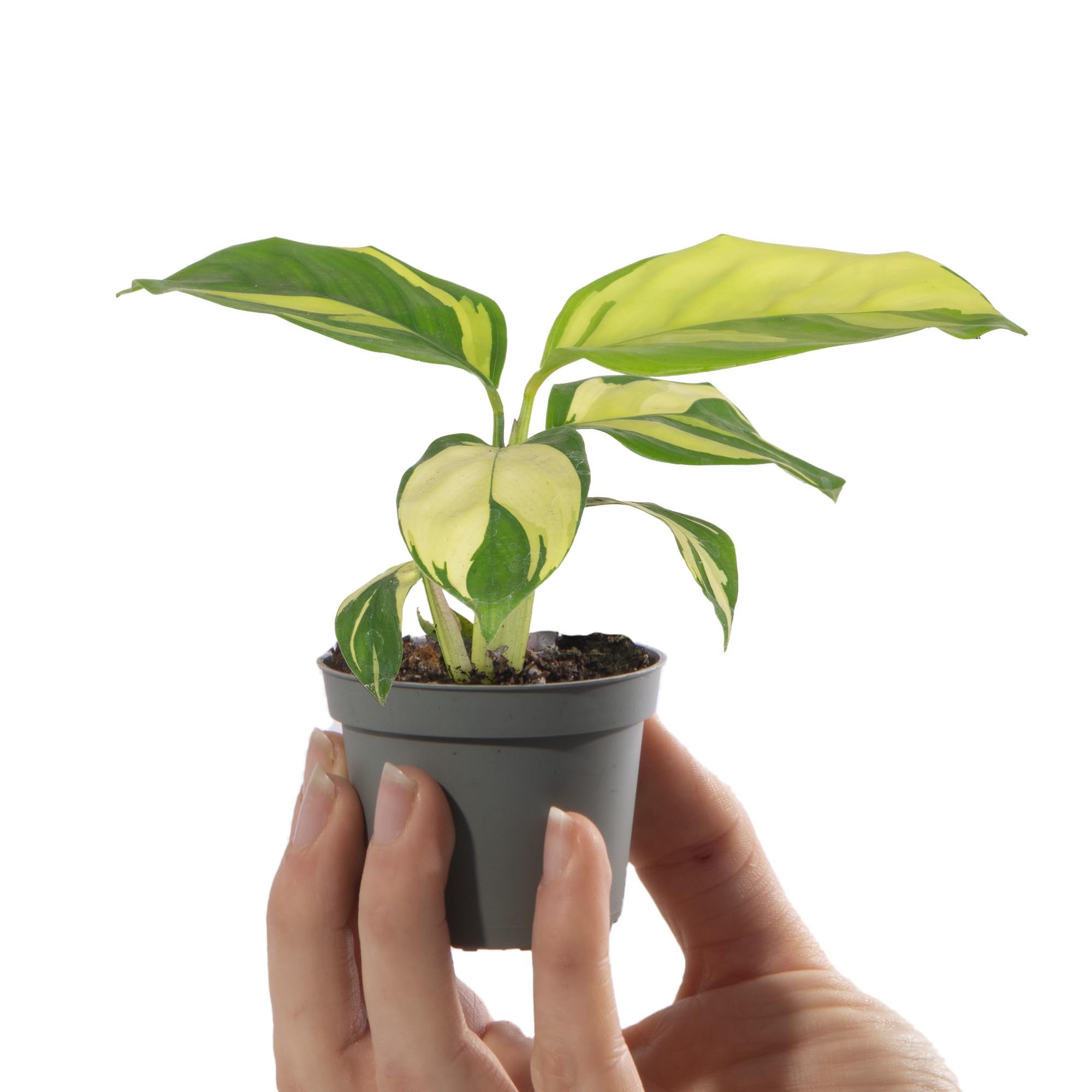 Baby Prayer Plant - Ctenanthe Golden Mosaic - Small Indoor Plants - Houseplants for Home Office - Grow Your Own Baby Plants - Indoor Plant in Pot