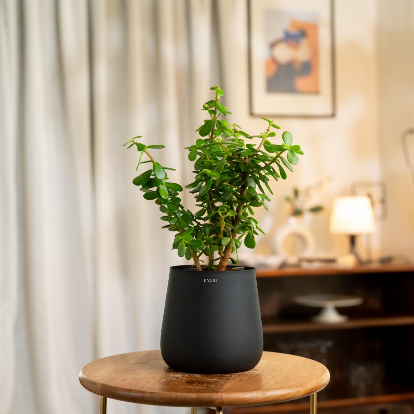 KYARI Jade Indoor Plant for Living Room | Live Plants | Plants with Jet Black Aura Self Watering Pot for Home | Office Plants | Plants for Home Decor (B0DCNRTKBL) Amazon Price History, Amazon Price Tracker