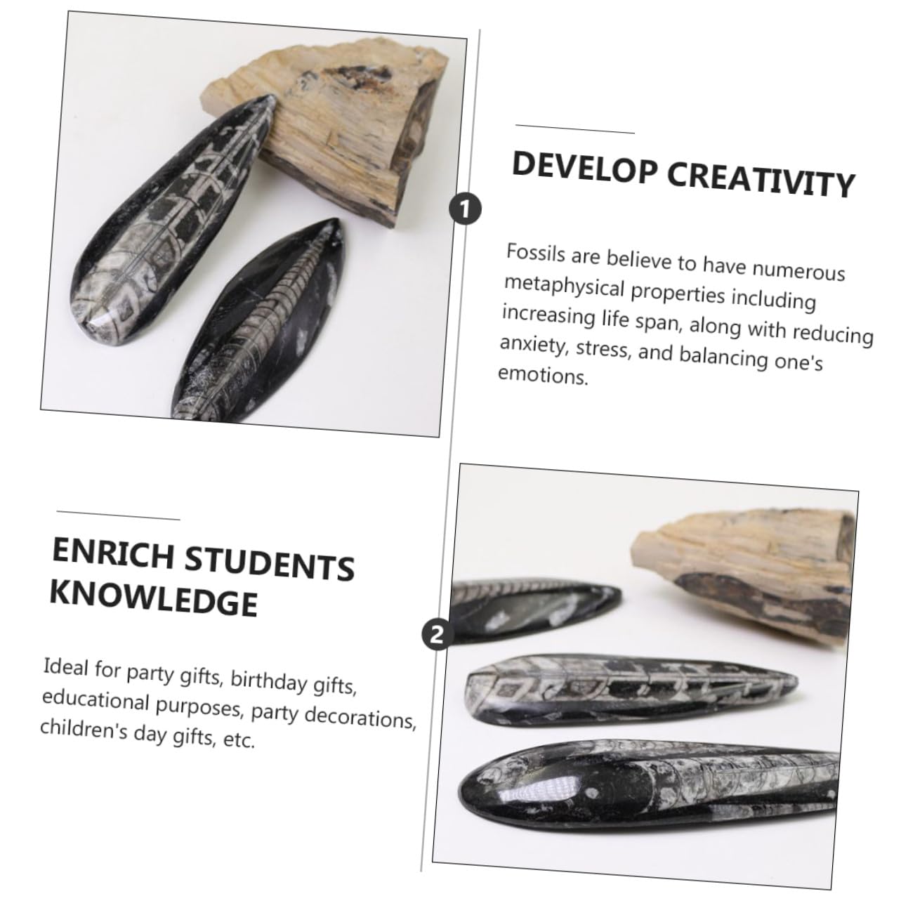 ORFOFE Modelo Fósil de Orthoceras Negro de Mineral para Decoración y Desarrollo Creativo en Laboratorio de Ciencia y Colecciones Paleontológicas para Día del Niño