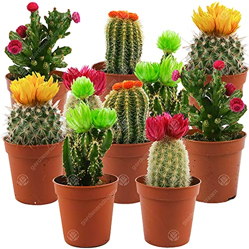 Assortiment Mini Cactus Disco Kamerplant in pot, 5,5 cm, klein cadeau voor thuis/kantoor (10 stuks)