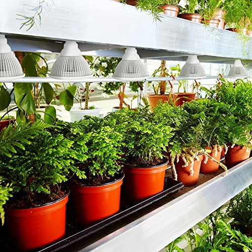 Amazon.com : Sandalwood LED Plant Grow Light for Hydroponic Garden