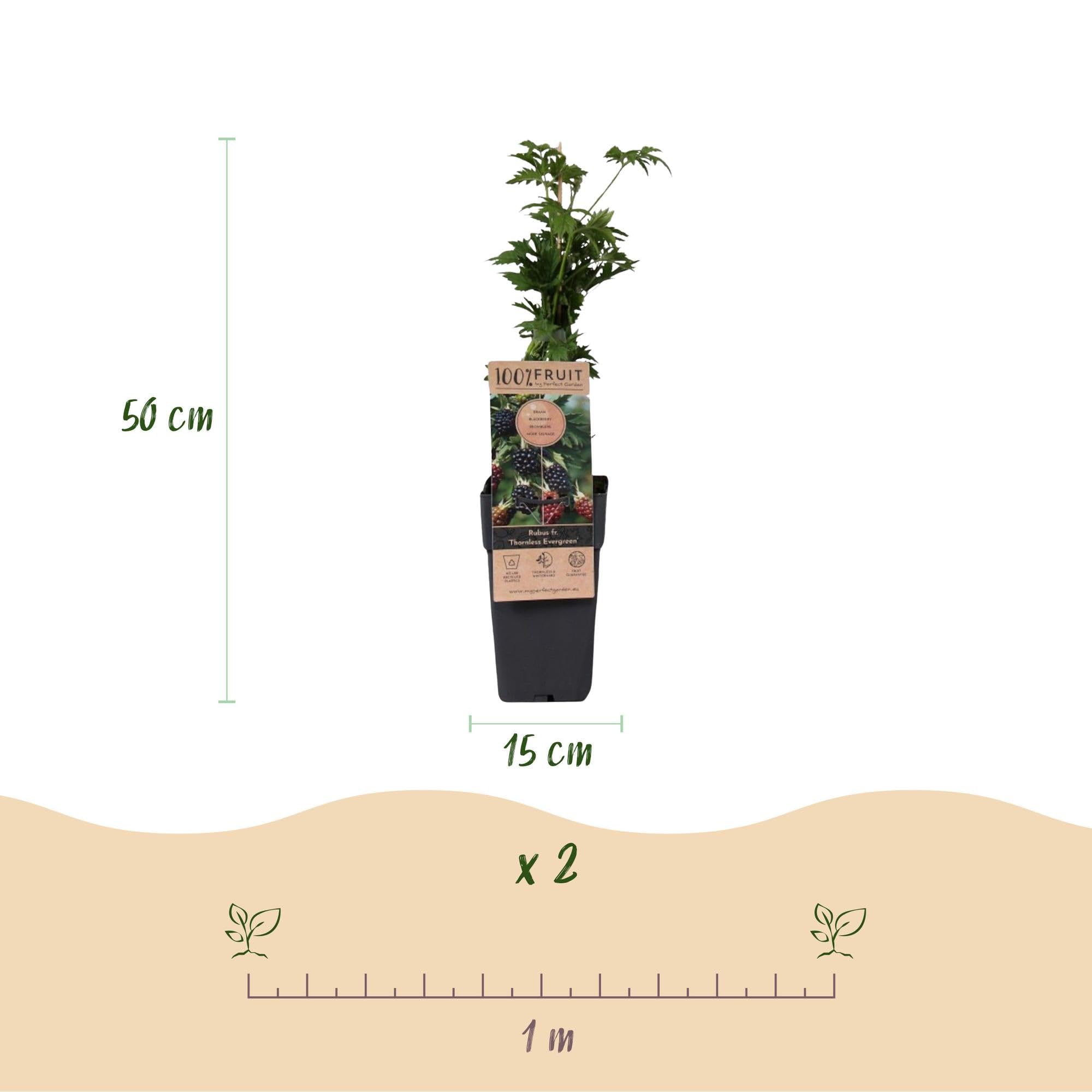 Green boutiQ - Obstpflanze - Rubus fruticosus Thornless Evergreen - Brombeerpflanze - Dornenlos - Schwarze Brombeere - 2 Pflanzen - Topf 15cm - Höhe 50cm