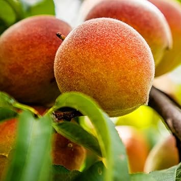 Generic Sam Houston Peach Tree, Lush Green Foliage, Juicy & Sweet Peaches, Deciduous, 5 gal, Nursery Pot