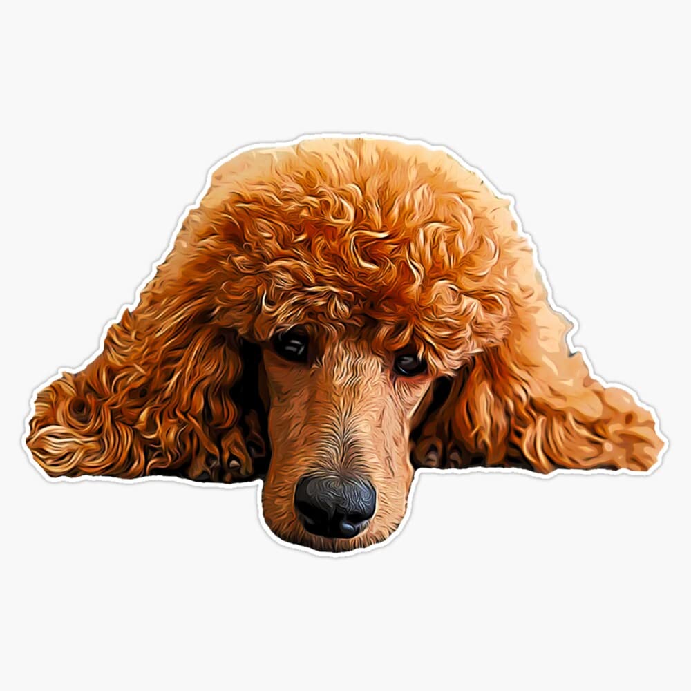 Poodle Gorgeous Poodle Face/Head Sticker Bumper Sticker Vinyl Decal 5"