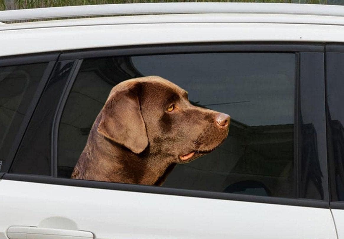 2Pcs Chocolate Lab Window Sticker Funny Dog Vinyl Sticker