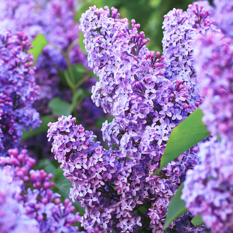 Old Fashion Lilac Bush