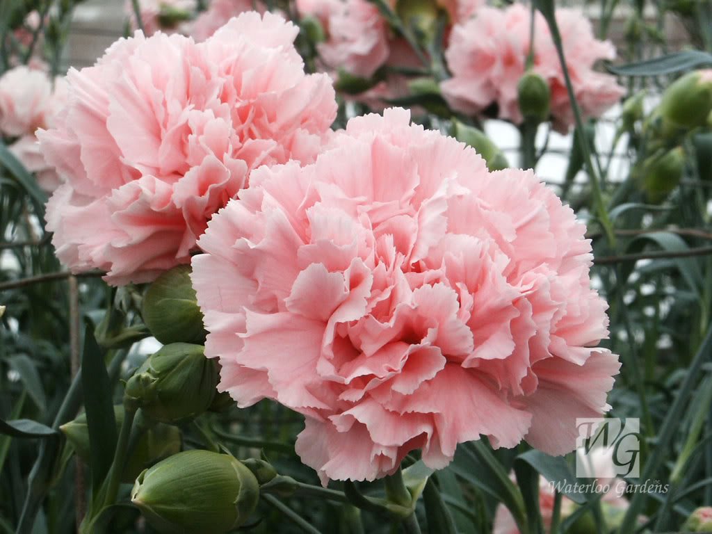 50 La France PINK CARNATION Dianthus Caryophyllus Chabaud Flower SeedsComb S/H by Seedville