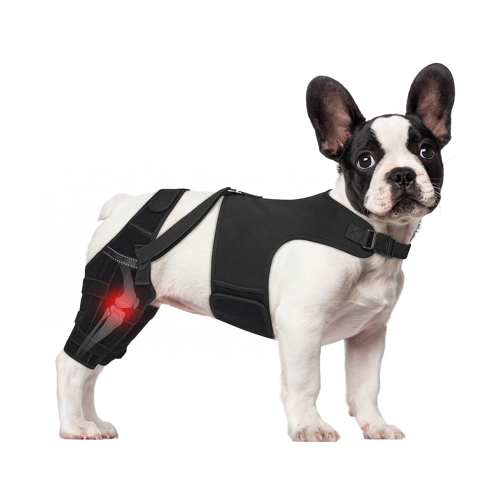 Genouillère réglable pour chien pour réduire la douleur de rotule