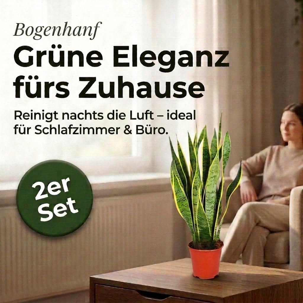 Bogenhanf | 2er-Set | Sansevieria laurentii | ca. 40-50 cm | ø 12-15 cm Topf | Pflegeleichte Zimmerpflanzen für Wohnung und Büro | Qualität vom Pflanzen Profi | Ideale Raumbegrünung