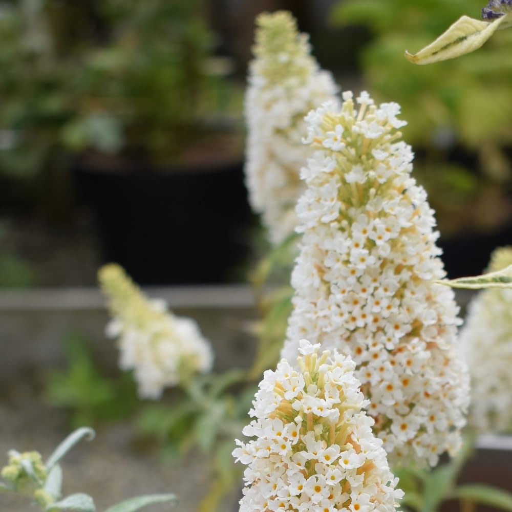 Buddleia 'Summer Bird White' 9cm Plant x 2. Dwarf Buddleja for Patio pots. Butterfly Bush. White Flowers. Plants for Pollinators. Available from Bedwen Plants
