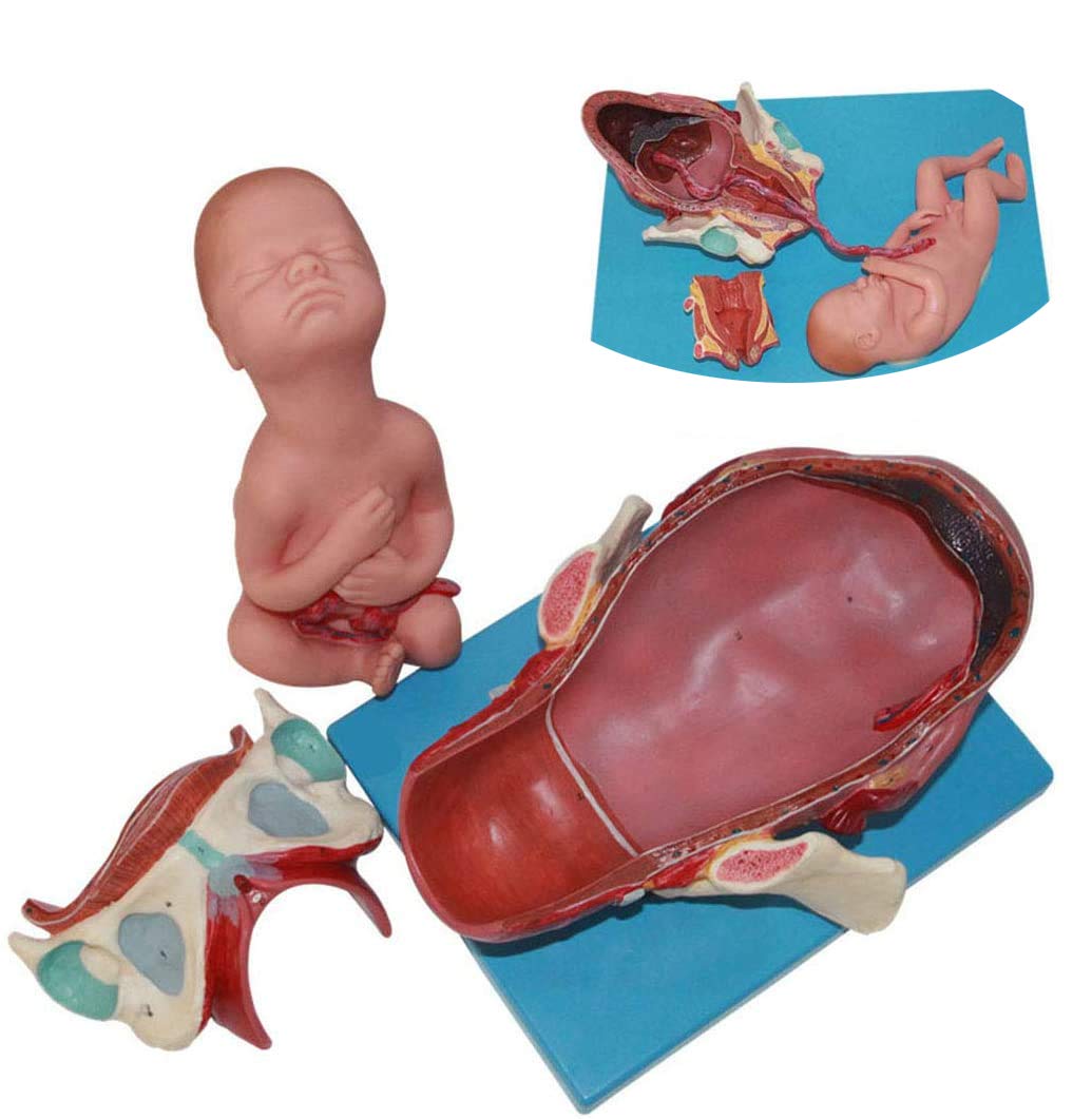 Sjdopulse Full-Term Fetal Midwifery Delivery Production Demonstration Model - Human Anatomy Science Models Medical Teaching Model - For Study Display Teaching Medical Model