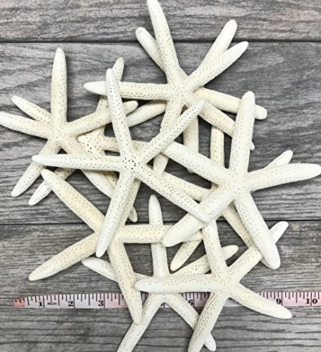 Starfish Decor - Star Fish For Craft - 10pk Real 4-5