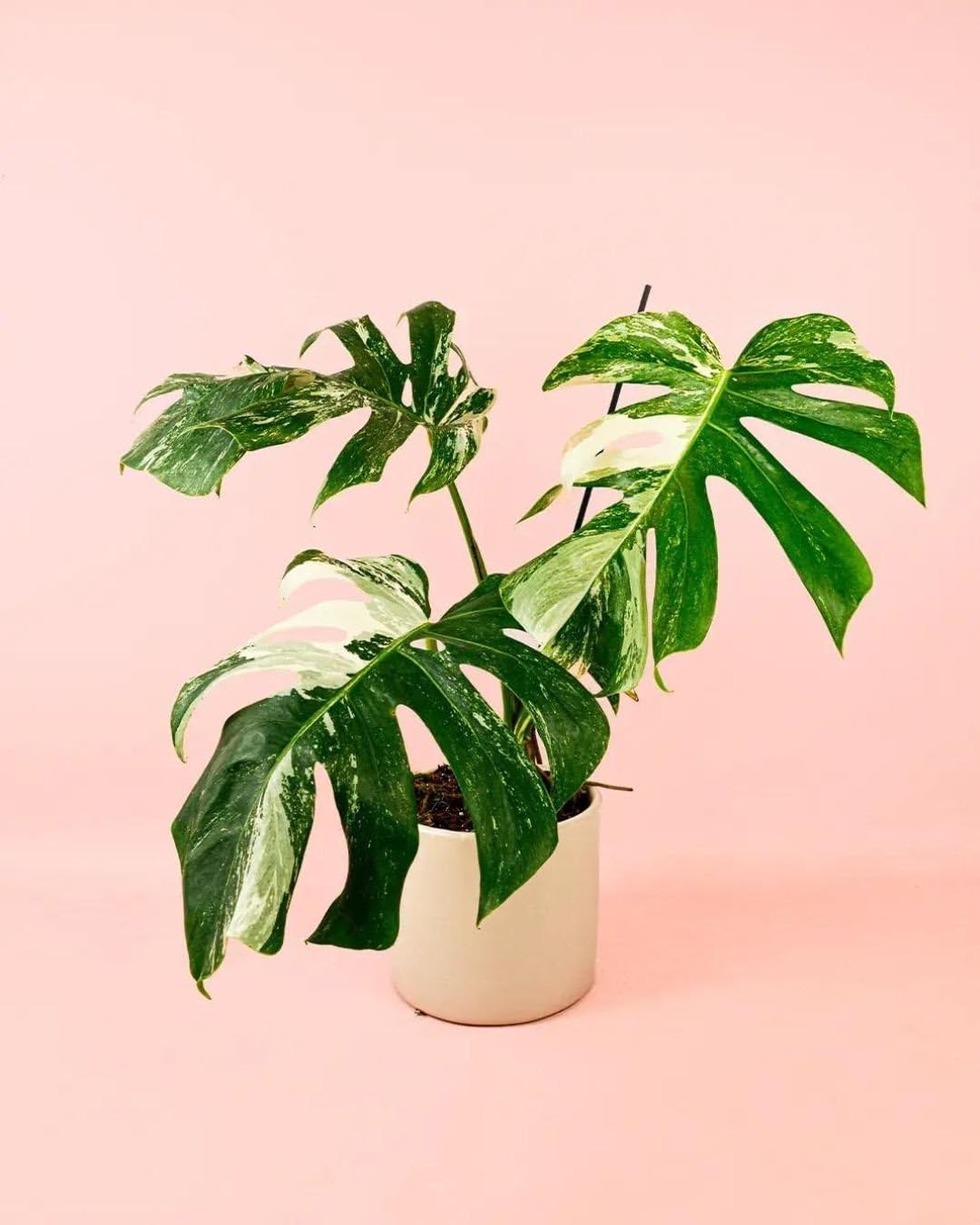 PUR PLANT Monstera Variegada | Costilla de Adán Variegada (Monstera deliciosa) | Planta Natural de Interior Grande | Maceta de Ø 16 cm