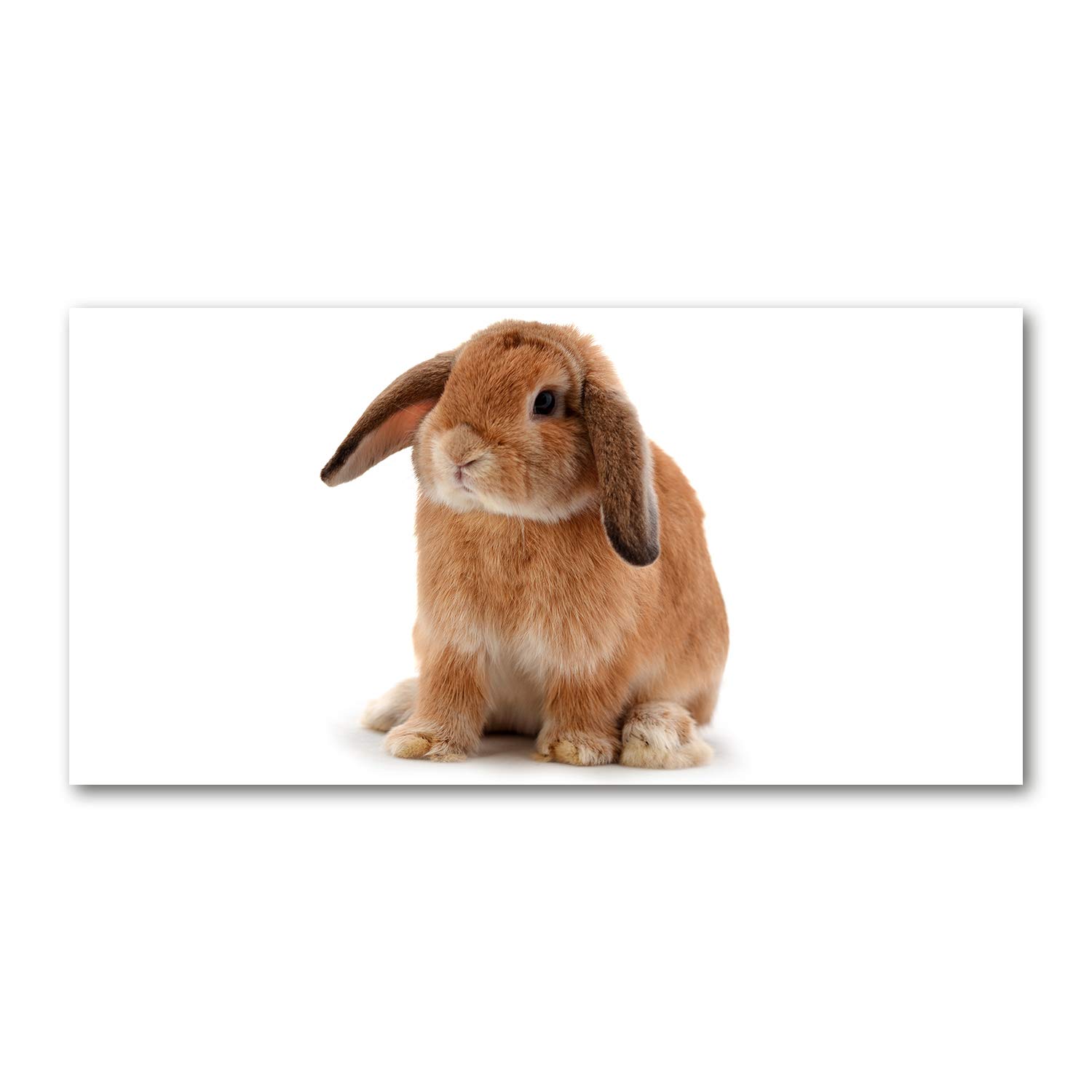 Tulup Crédence de Cuisine 140x70cm Dosseret en Verre Fond de hotte Verre de sécurité trempé Splashback Guard - Animaux - Orange - Lapin Roux