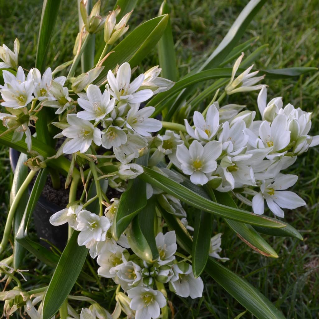 300 Blumenzwiebel bunte Mischung Tulpen Narzissen Krokus Muscari Allium mehrjährig winterhart