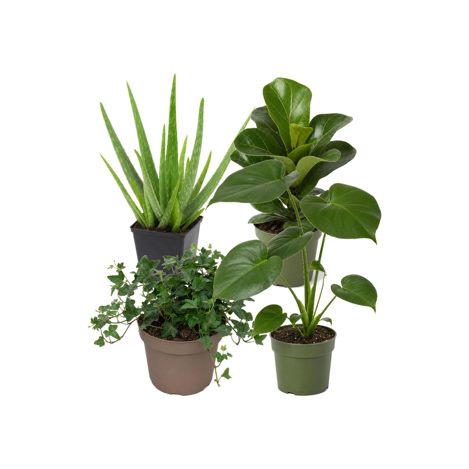 DECOALIVE Selección 4 Plantas de Interior: Aficionados a las Plantas