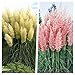 2 x Cortaderia selloana 1 Liter(Ziergras/Gräser/Stauden) Pampasgras