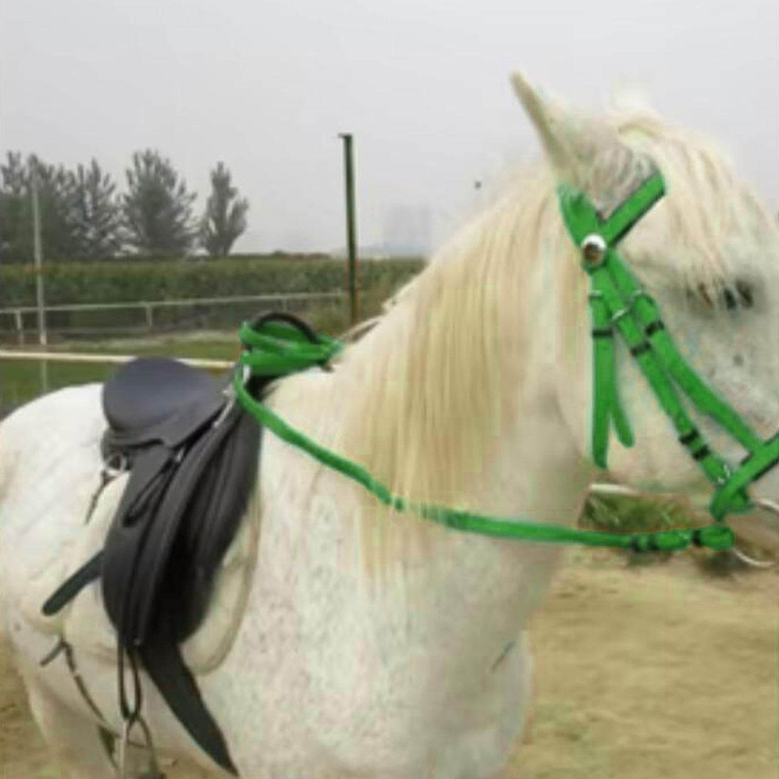 Fenteer Cabezada de Caballo con Rienda, Cabestro, Cuerda de Montar, Correa para La para Lecciones, Cursos, Senderos, Entrenamiento en Pist