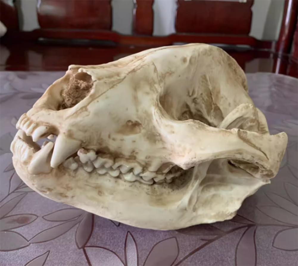 Réplique de crâne de panda AMITD pour sublimer votre décoration d'Halloween