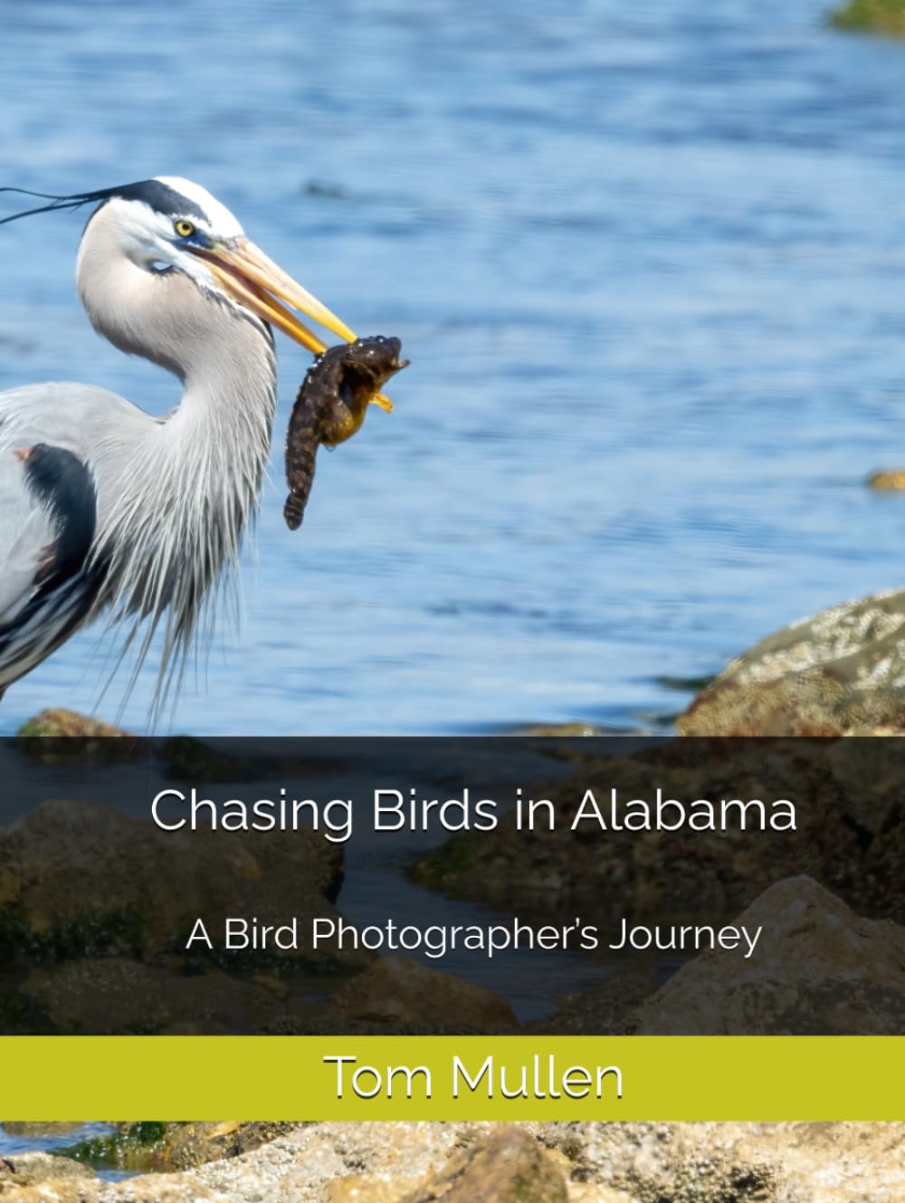 Chasing Birds in Alabama: A Bird Photographer’s Journey