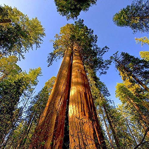 DFBTYG Egrow 25 Pcs/Pack Sequoia Seeds Sequoiadendron Tree Outdoor Giganteum for Home Garden Plant