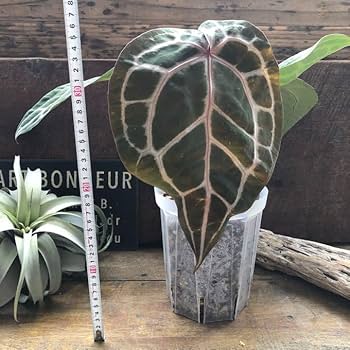 Amazon.co.jp: アンスリウム ミシェル Anthurium Michelle by Docblock