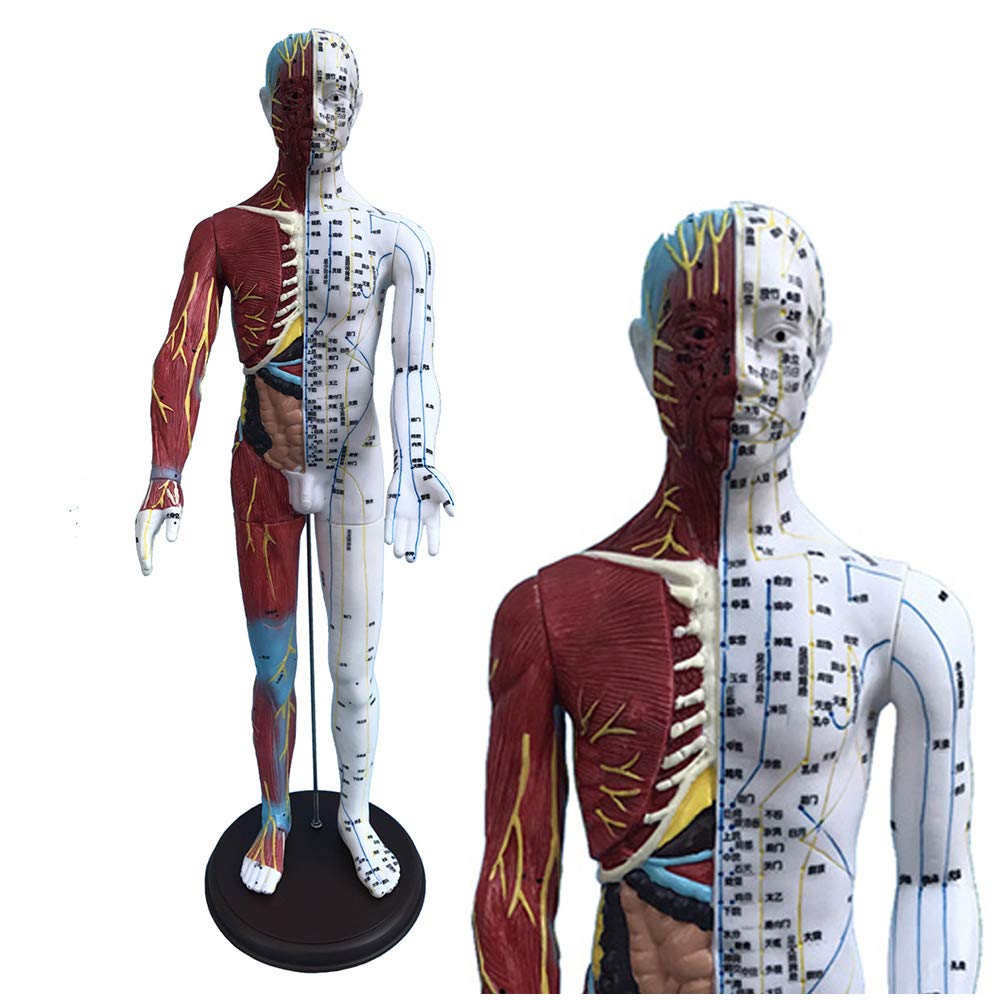 Sjdopulse Men's Acupuncture Model - Human Acupuncture Model - Chinese Medicine Meridian Point Muscle Anatomy Model - Half-Skin Half-Muscle Acupuncture Model