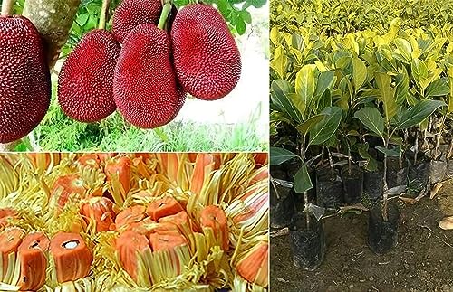 Image of HYBRID Thai Pink /Red Jackfruit Plant. 1 Live Grafted Red Jackfruit Plant Plants Tree Height 1.5-2 FT Height