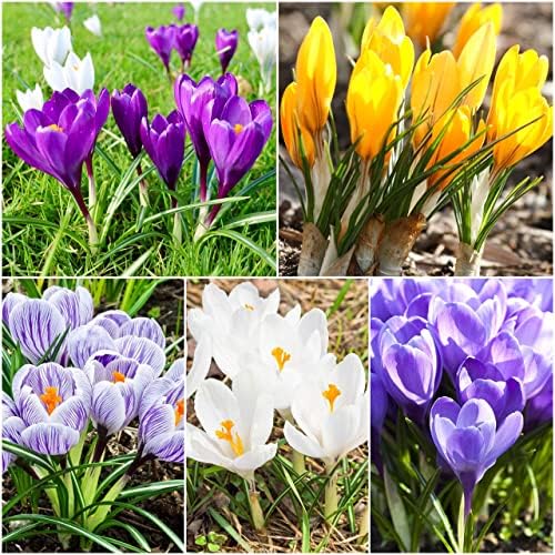 50 x Crocus Bulbs Large Flowering Mixed Crocus Bulbs Spring