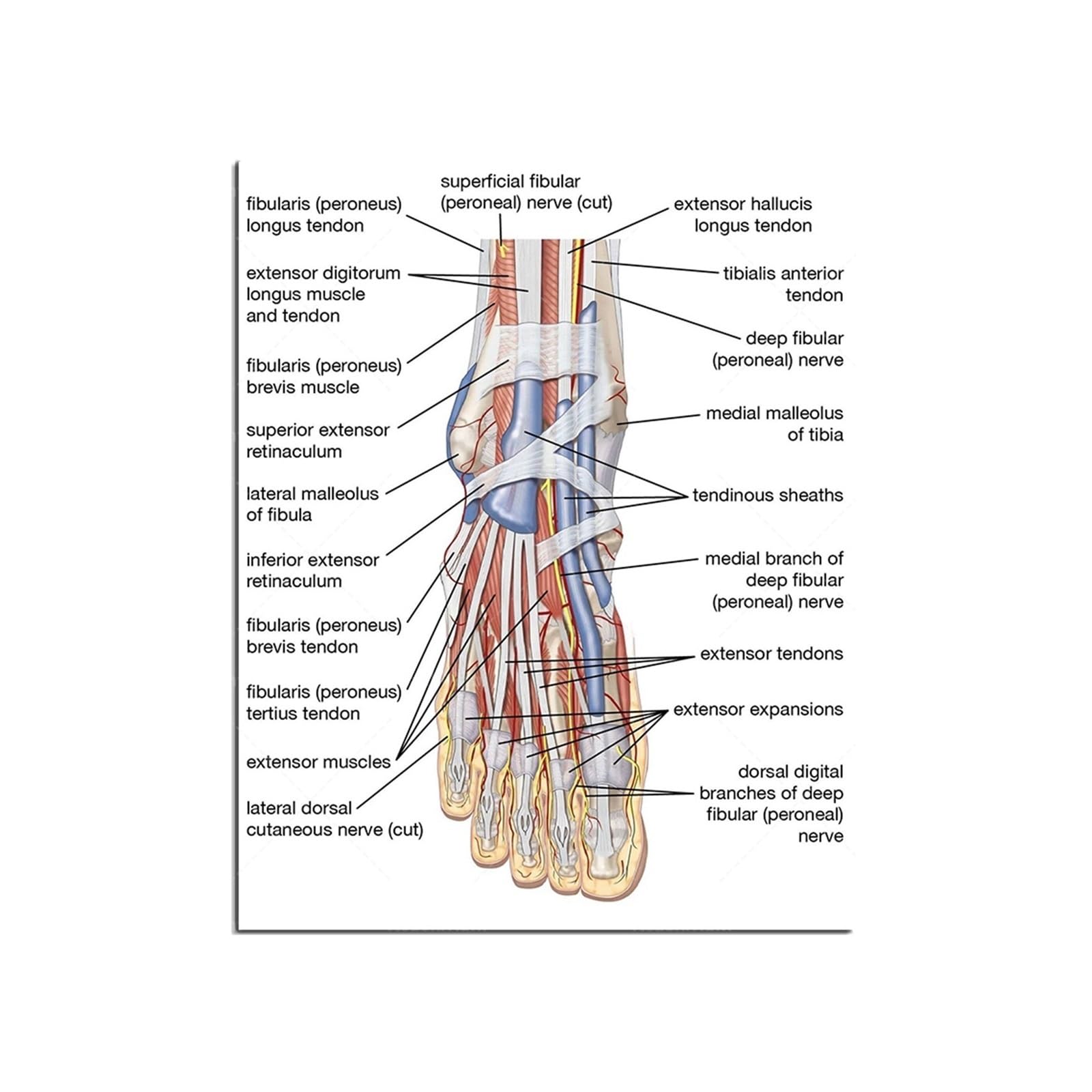 Póster Científico Educativo Del Sistema Muscular Humano, Tendones Y Nervios, Músculos De La Parte Trasera Pie, Huesos Mano, Esqueleto, 1 Ud(4,60X80CM No Frame)