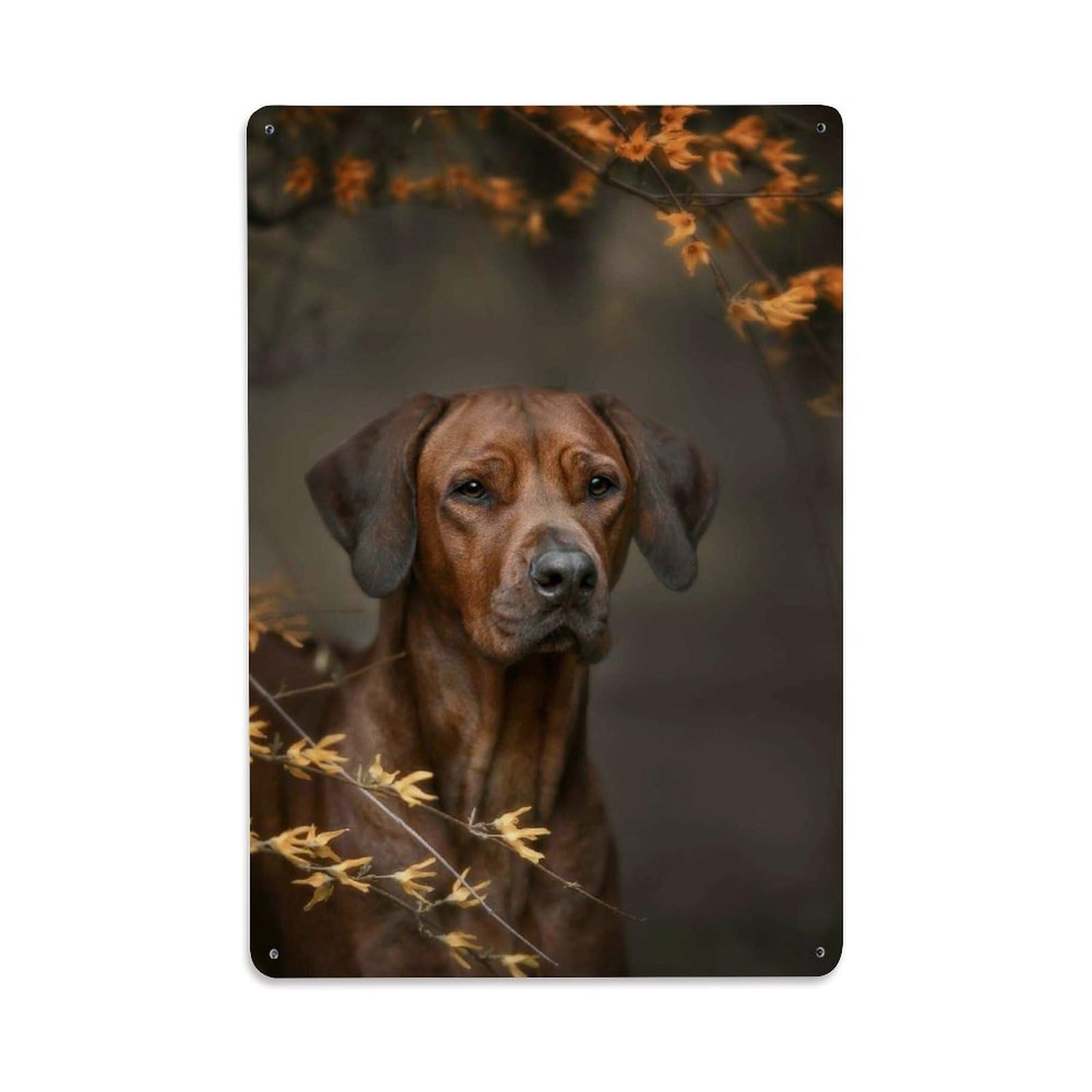 Retro Culture Graphic Animal Warm Wildlife Vintage Rhodesian Metal Tin Sign Plaque Wall Decor for Cafe, Man Cave, Club Bar, Office, Home Garden Round Metal Poster 8x12Inch