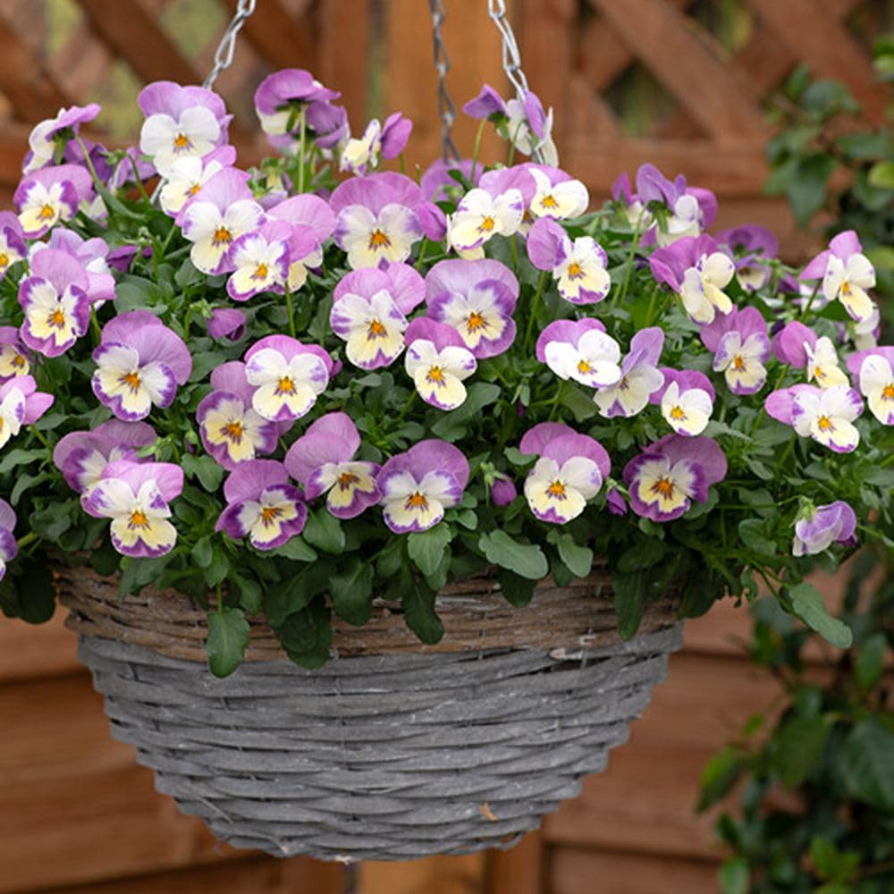 Viola Pink Baby Face 12 Hardy Flowering Garden Ready Plants by T&M