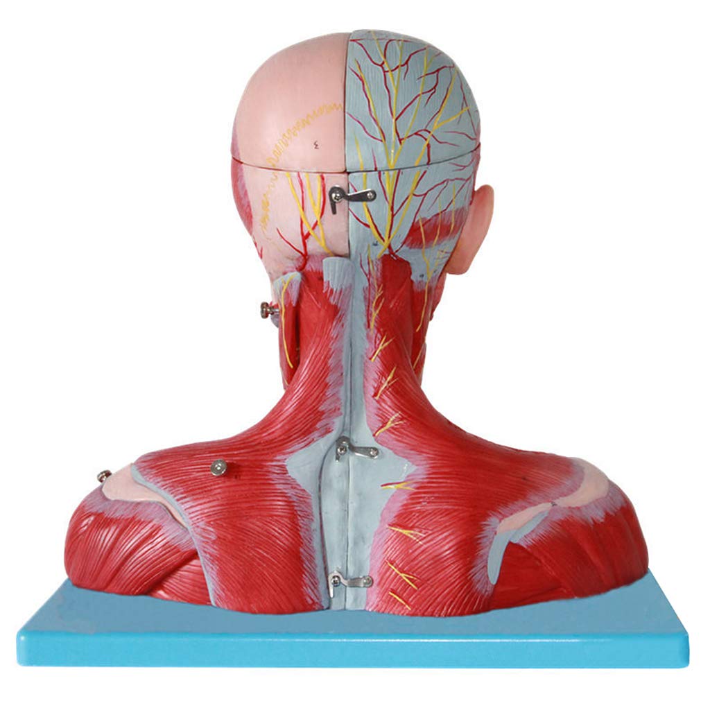 Modelo De Nervio De Cabeza Modelo De Cráneo Enseñanza De Anatomía, image size:1024x1024