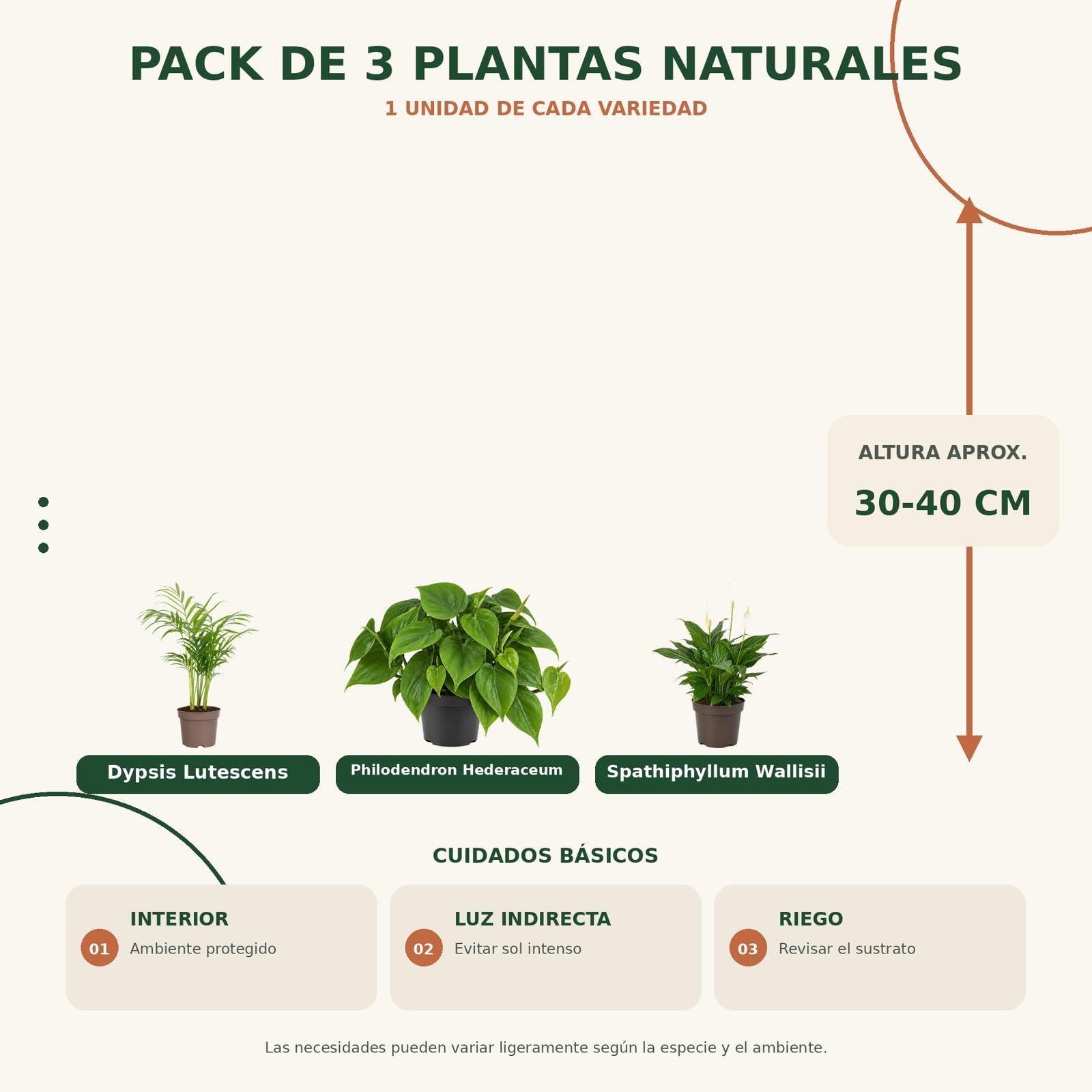 DECOALIVE Pack 3 Plantas: Palma Areca, Filodendro Verde y Espatifilo
