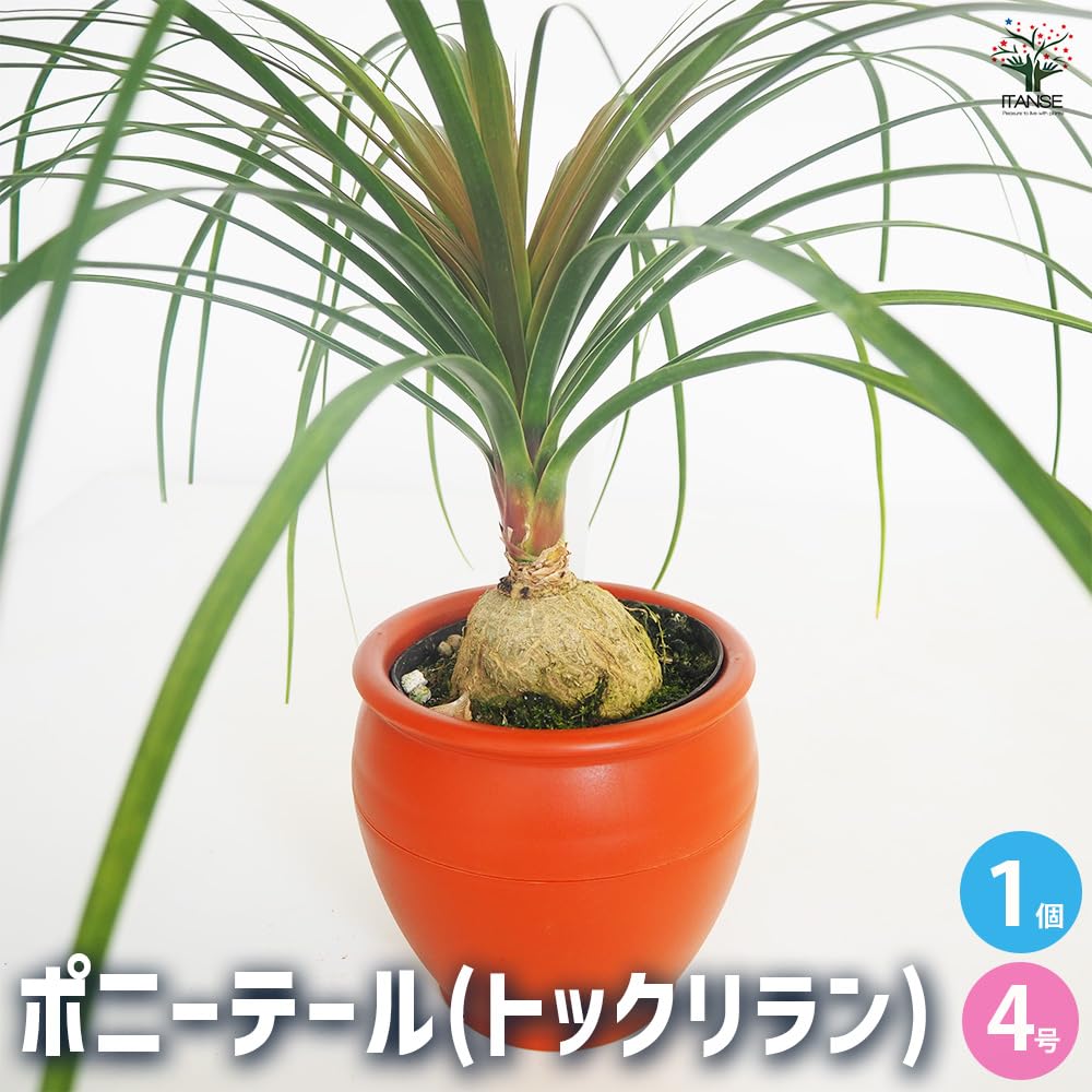 コア様トックリラン ノリナ 50株 まとめ売り 現品】トックリラン
