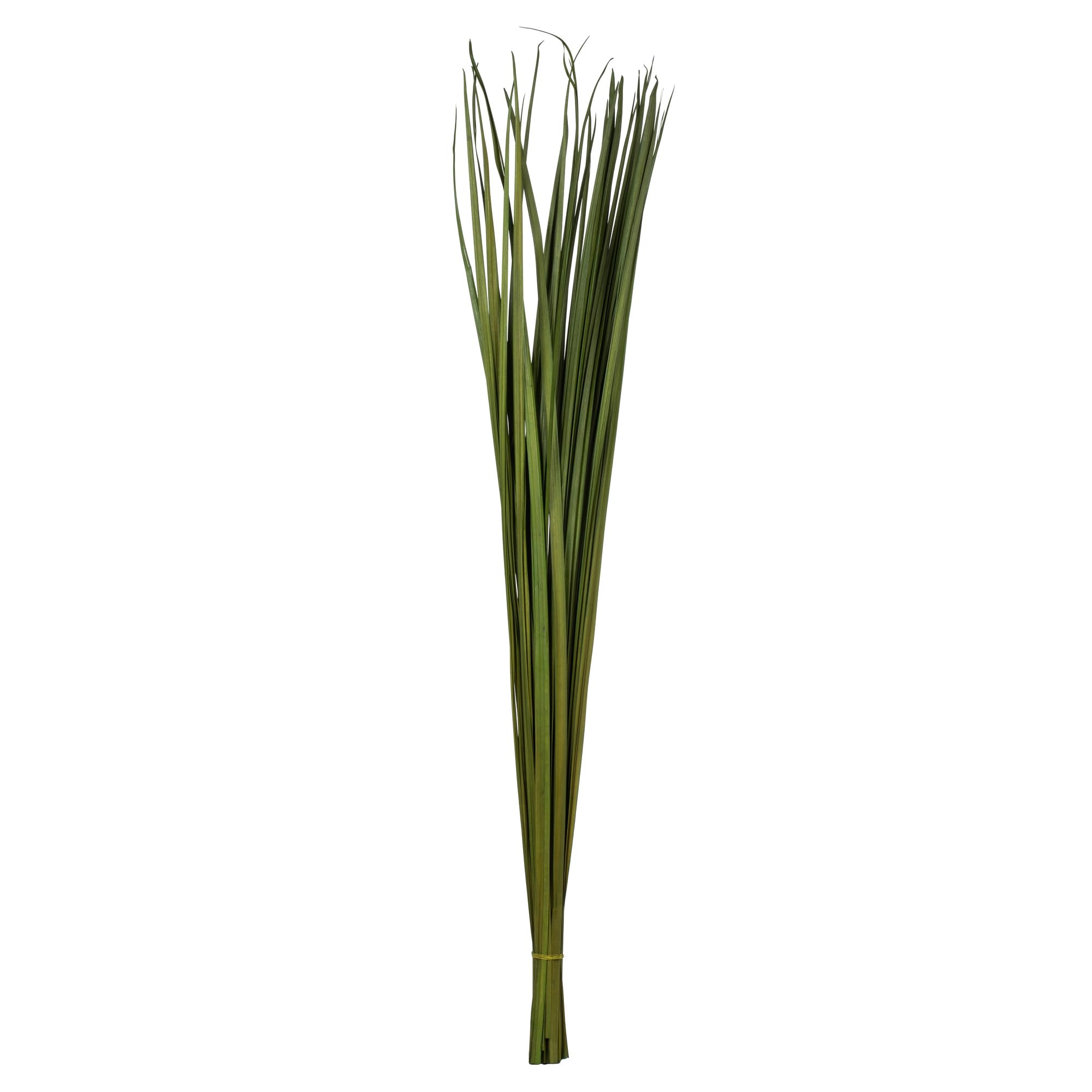 Vickerman 36-40" Foliage Green Sable Grass, 7 oz Bundle, Dried