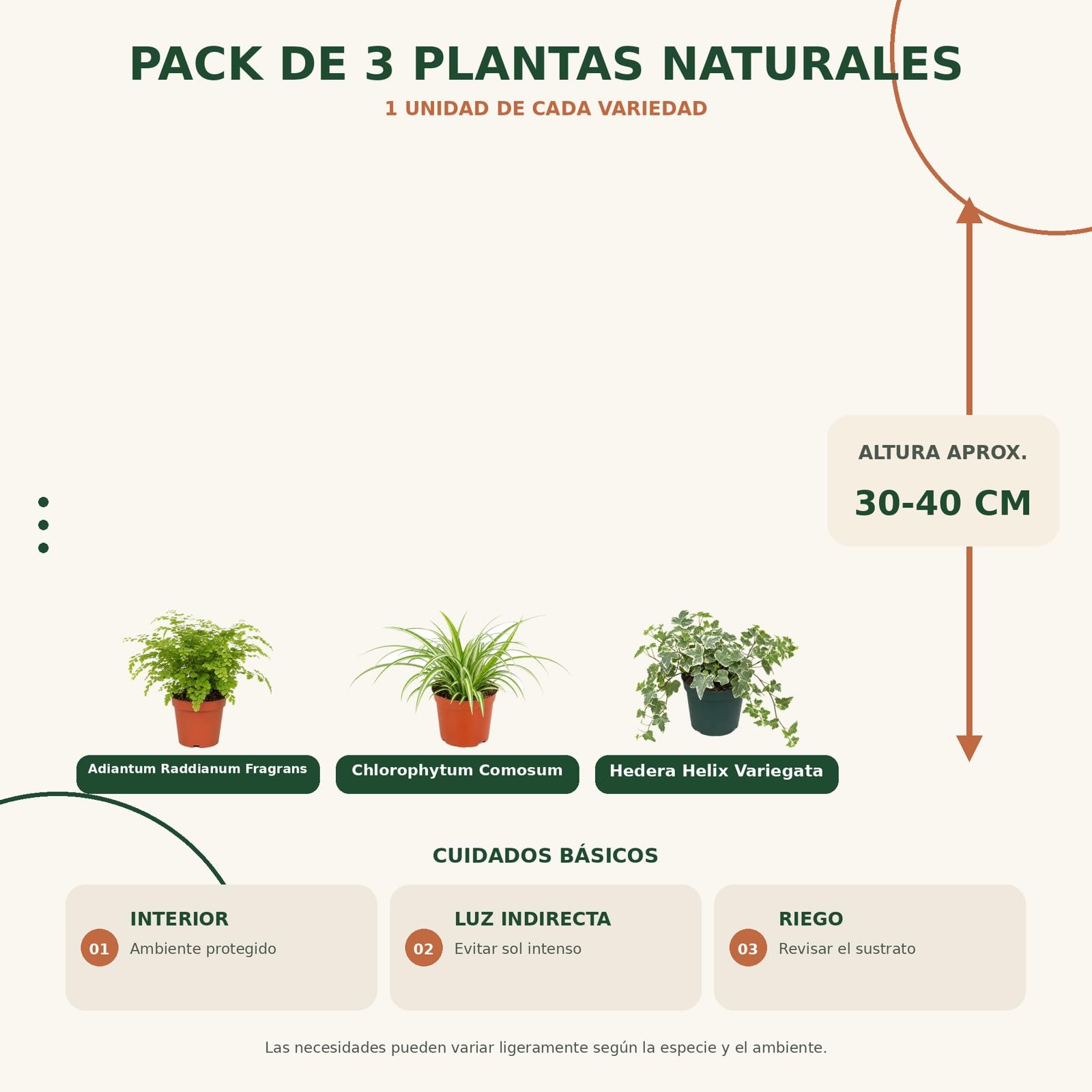 DECOALIVE Culantrillo, Cinta y Hiedra Variegada, Pack 3 Plantas de Interior