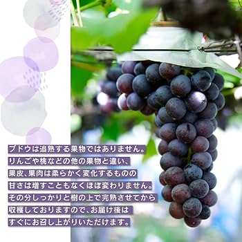 葡萄の枝様 リクエスト 2点 まとめ商品 葡萄の枝様 リクエスト 2点 まとめ商品