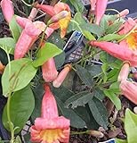 Greenwood Nursery/Live Perennial Plants - Tangerine Beauty + Bignonia Capreolata - [Qty: 2X Pint Pots] - (Click for More Options/Quantities)