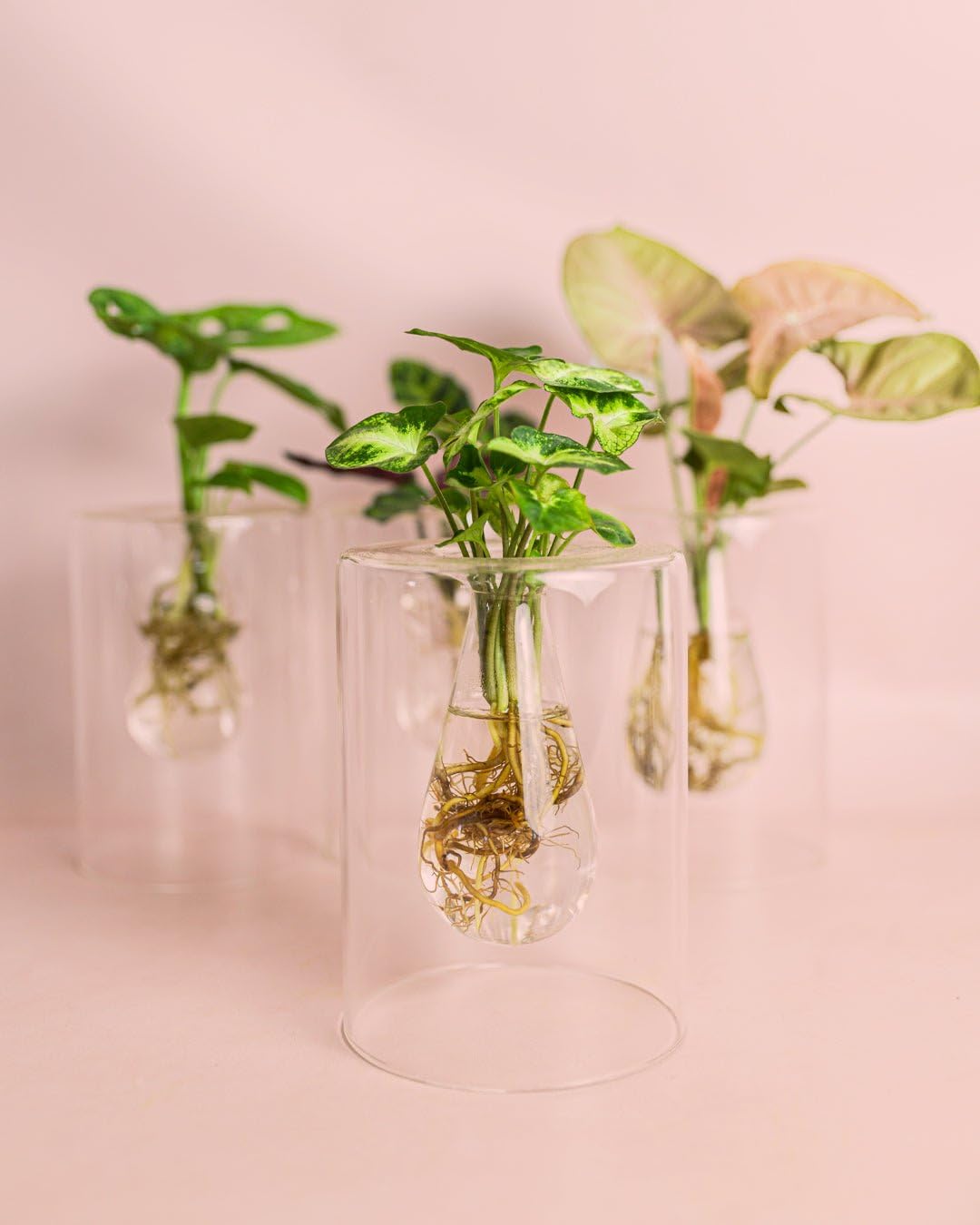 Sydney - Plantas Hidroponicas | Soporte Cristal | Pur Plant