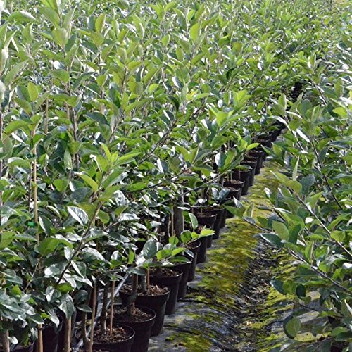 Apfelbaum Roter Jonathan, Winterapfel Buschbaum alte robuste Sorte 110-140 cm 10 L Topf Unterlage M7