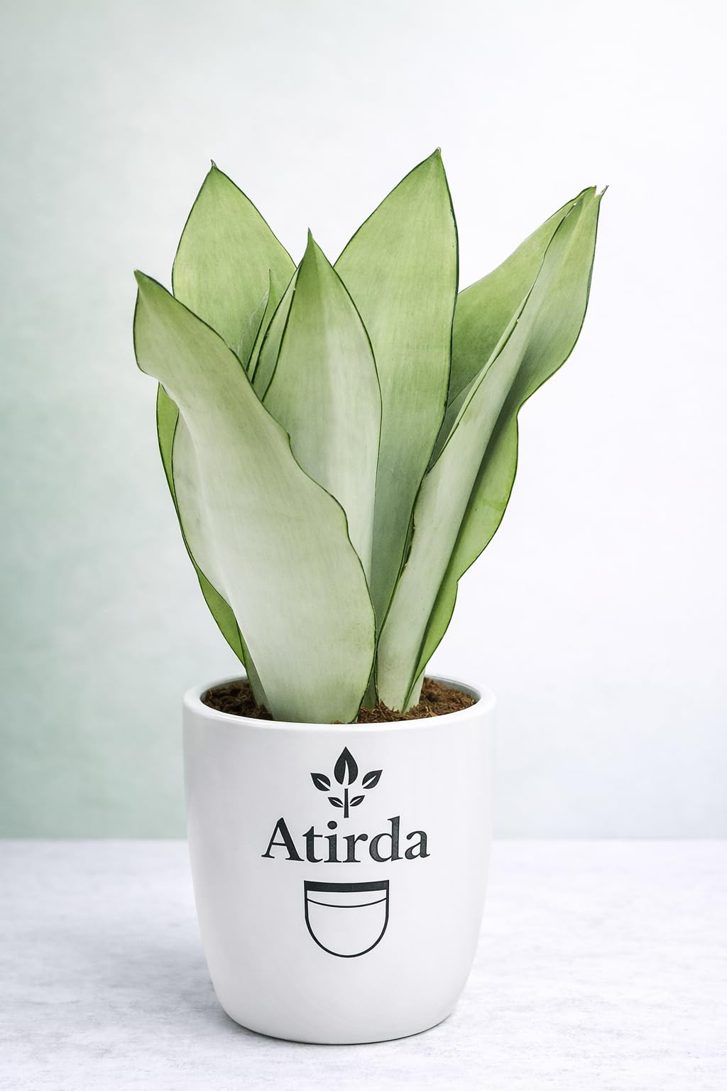 Original Moonshine White Snake Plant Live with Pot | Indoor Air Purifying Plant for Living Room Bedroom Office | Low Water Plant | Pack of 1-image-39